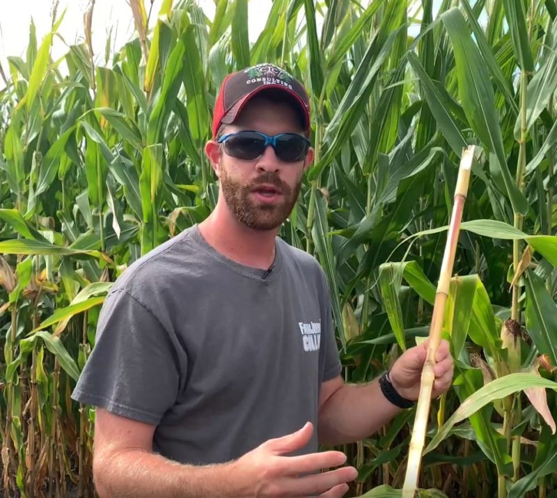 Corn – Crop-Tech Consulting